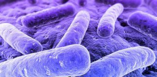 Nuevo método de "genómica inversa" da vida a bacterias previamente ocultas