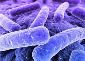 Nuevo método de "genómica inversa" da vida a bacterias previamente ocultas