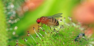 Sistemas nerviosos de los insectos inspiran futuros sistemas de inteligencia artificial