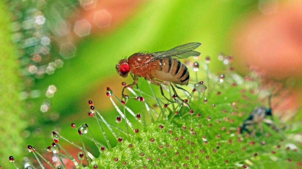 Sistemas nerviosos de los insectos inspiran futuros sistemas de inteligencia artificial